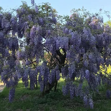 Authentique Maison Au Milieu De Son Grand Jardin *